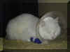 DSC03146.jpg (38031 Byte)