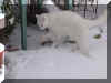 Felix schnee02.jpg (38642 Byte)