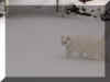 Felix schnee03.jpg (27059 Byte)