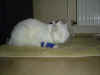 DSC03144.jpg (38795 Byte)