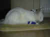 DSC03145.jpg (37807 Byte)