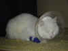 DSC03146.jpg (38031 Byte)