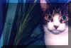 chanti.jpg (43923 Byte)