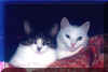 felix-chanti.jpg (38466 Byte)