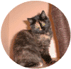 mbaby01.gif (83107 Byte)