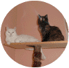 mfelix02.gif (61391 Byte)