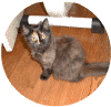msuss04.gif (72119 Byte)