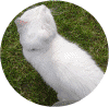 ugras04.gif (92238 Byte)