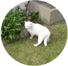 uhuch01.gif (97322 Byte)