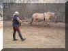longe01.JPG (104802 Byte)