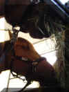 LB01.JPG (52642 Byte)