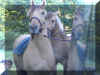 LB09.JPG (59797 Byte)