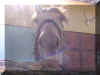 LB16.JPG (48746 Byte)