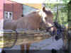 LB17.JPG (81129 Byte)