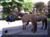 LB24.JPG (94943 Byte)
