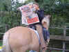 odinzeitung1.jpg (438410 Byte)