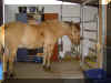 neuer stall odin.jpg (344107 Byte)