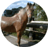 nord01.gif (45559 Byte)