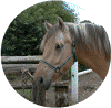 nord03.gif (94398 Byte)