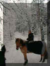syltwaldschnee12.jpg (86491 Byte)