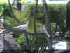 gc11.jpg (72932 Byte)