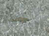 DSC04316.jpg (83602 Byte)