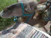 PIC00007.jpg (47433 Byte)